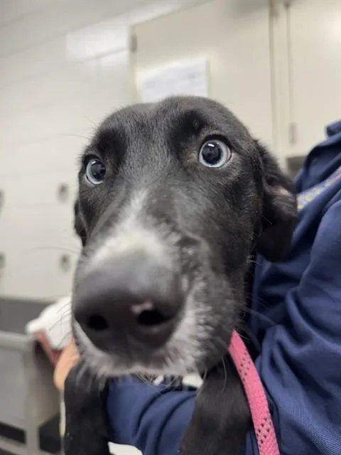 A baby small-sized male Siberian Husky dog named Simon Says for adoption in Peoria, IL