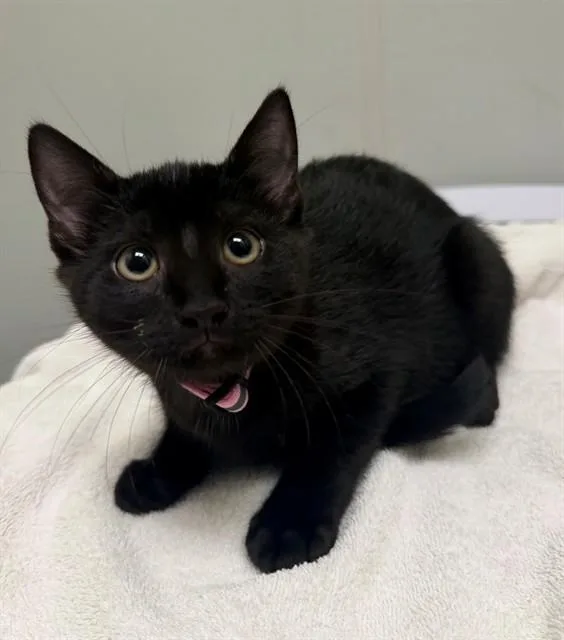 A baby small-sized female Domestic Short Hair cat named Fanta for adoption in Leesburg, VA