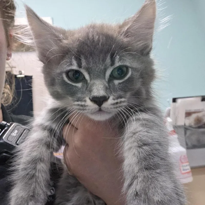 A baby small-sized male Gray / Blue / Silver Domestic Short Hair cat named Ignatz for adoption in Tacoma, WA