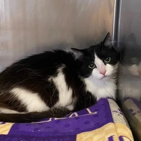An adult small-sized female Black Domestic Long Hair cat named Mouse for adoption in Chehalis, WA