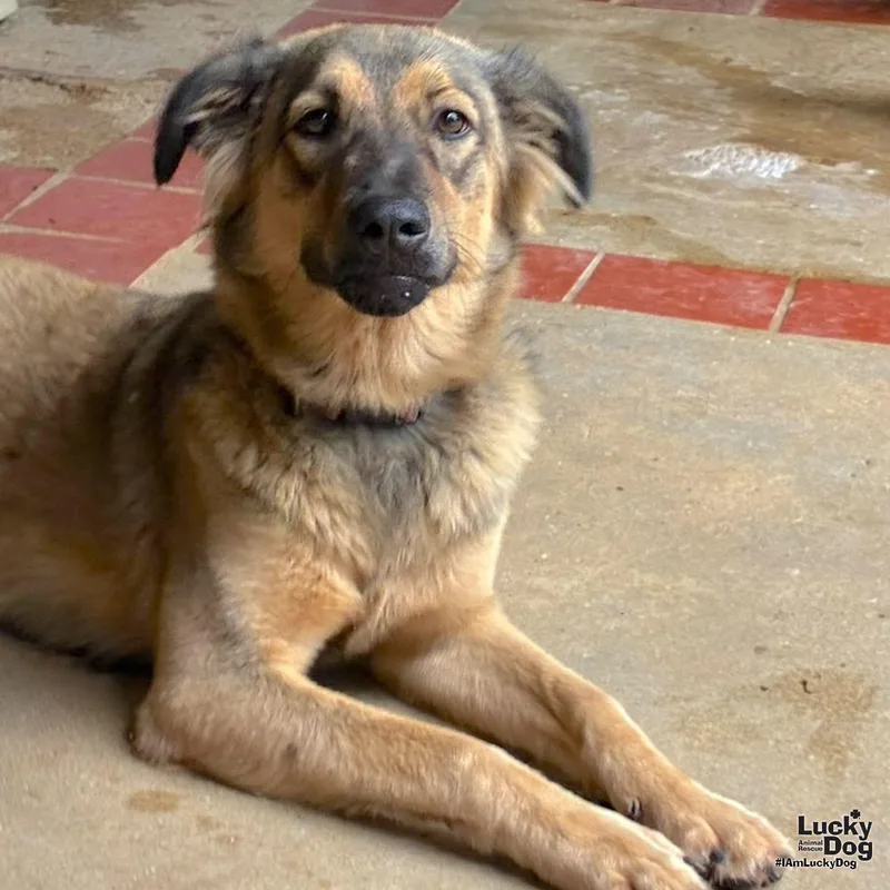 A young medium-sized female Shepherd dog named Canela for adoption in Washington, DC