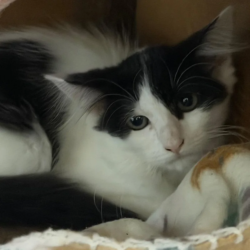 A baby small-sized female White Domestic Long Hair cat named Shiitake for adoption in Gainesville, FL