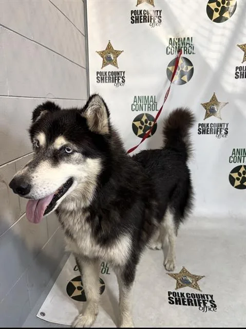 A senior large-sized male Siberian Husky dog named Max for adoption in Winter Haven, FL