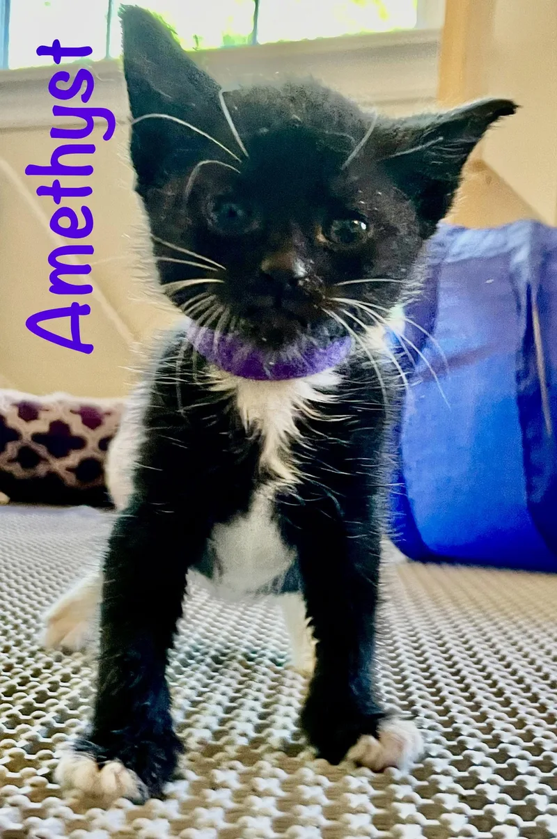 A baby medium-sized female Black Domestic Short Hair cat named Amethyst for adoption in Reston, VA