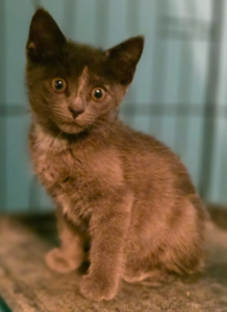 A baby medium-sized female Domestic Short Hair cat named Stormy for adoption in Brainardsville, NY