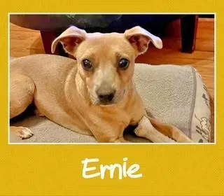 A young small-sized male Golden Mixed Breed dog named Ernie for adoption in Farmingdale, NY