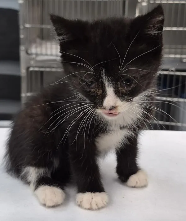 A baby small-sized male Domestic Short Hair cat named Pen  Cannoli for adoption in Lawrenceville, GA