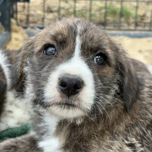 A baby small-sized male Yellow / Tan / Blond / Fawn Australian Shepherd dog named Shenzi for adoption in Sanford, NC