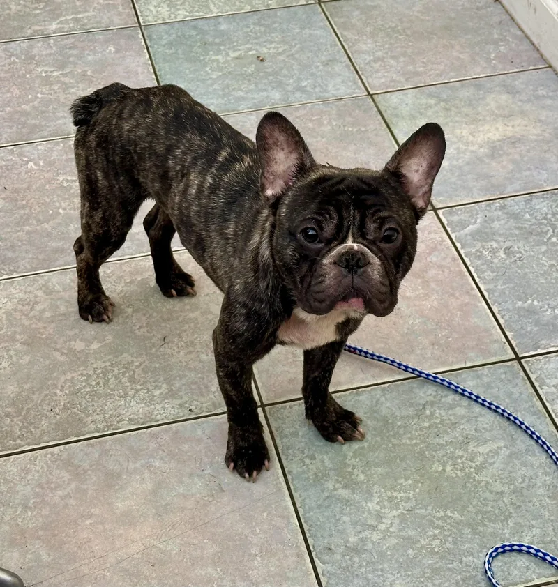 A baby small-sized male French Bulldog dog named CUTE AS A BUG for adoption in Northwood, OH