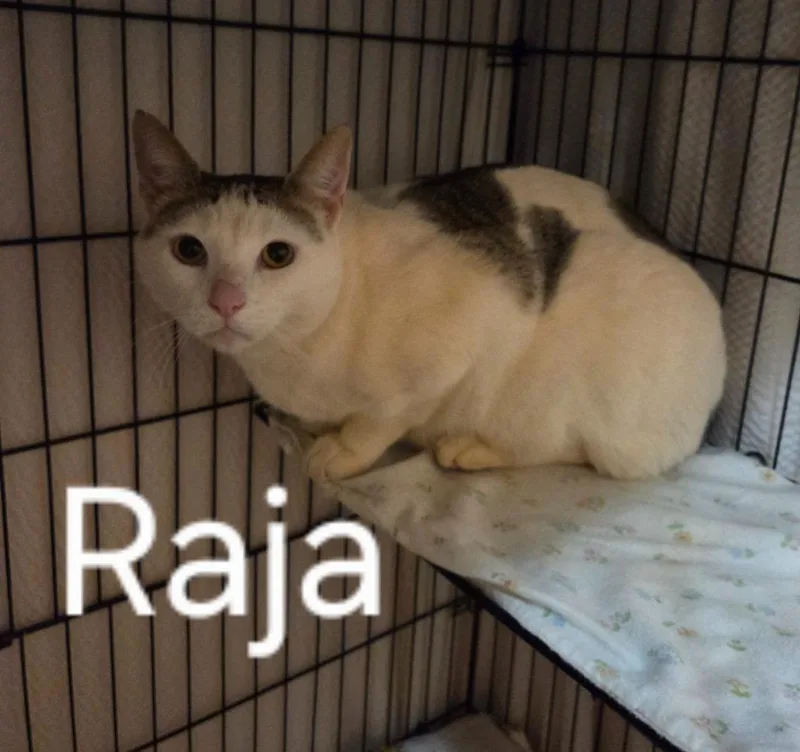 Raja