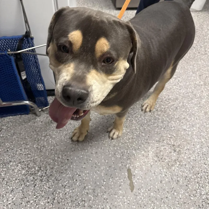 An adult extra large-sized male Gray / Blue / Silver Pit Bull Terrier dog named Na for adoption in Henderson, NV