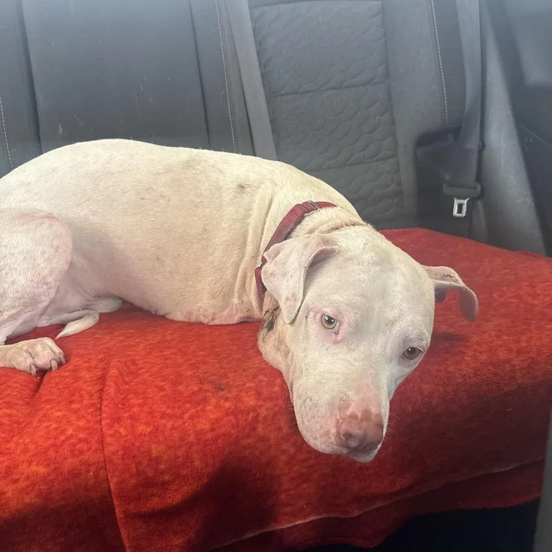 A young medium-sized male White / Cream Pit Bull Terrier dog named Milano for adoption in East Saint Louis, IL