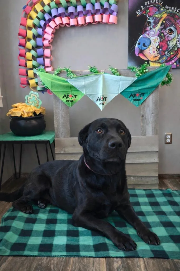 Havoc Yrly thumbnail 4