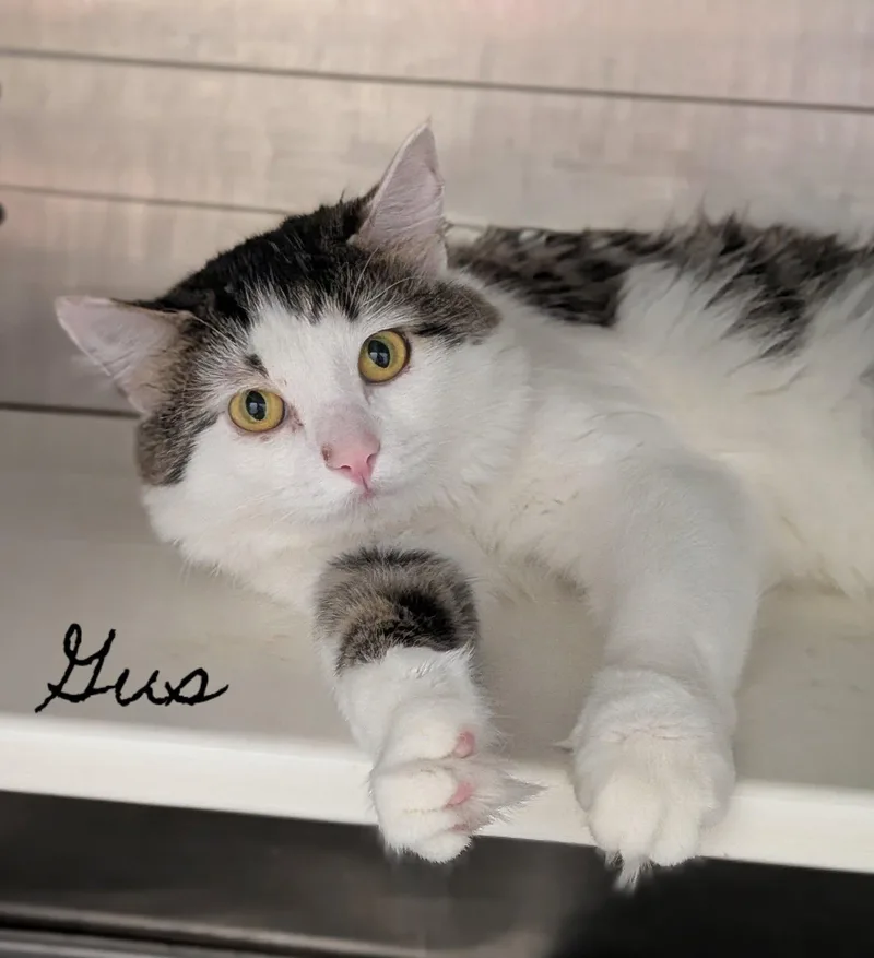 An adult large-sized male Domestic Short Hair cat named Gus for adoption in Flint, MI