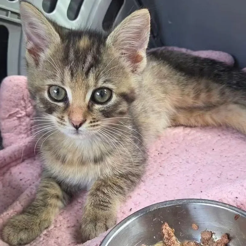 A baby small-sized female Torbie Domestic Short Hair cat named Dot for adoption in Evansville, IN