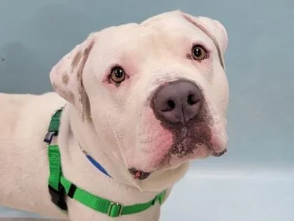 An adult extra large-sized male American Bulldog dog named Cody for adoption in Coon Rapids, MN