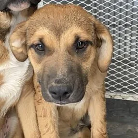 A baby small-sized female Golden Shepherd dog named Mindy  Urgent! Longtime for adoption in Thousand Oaks, CA