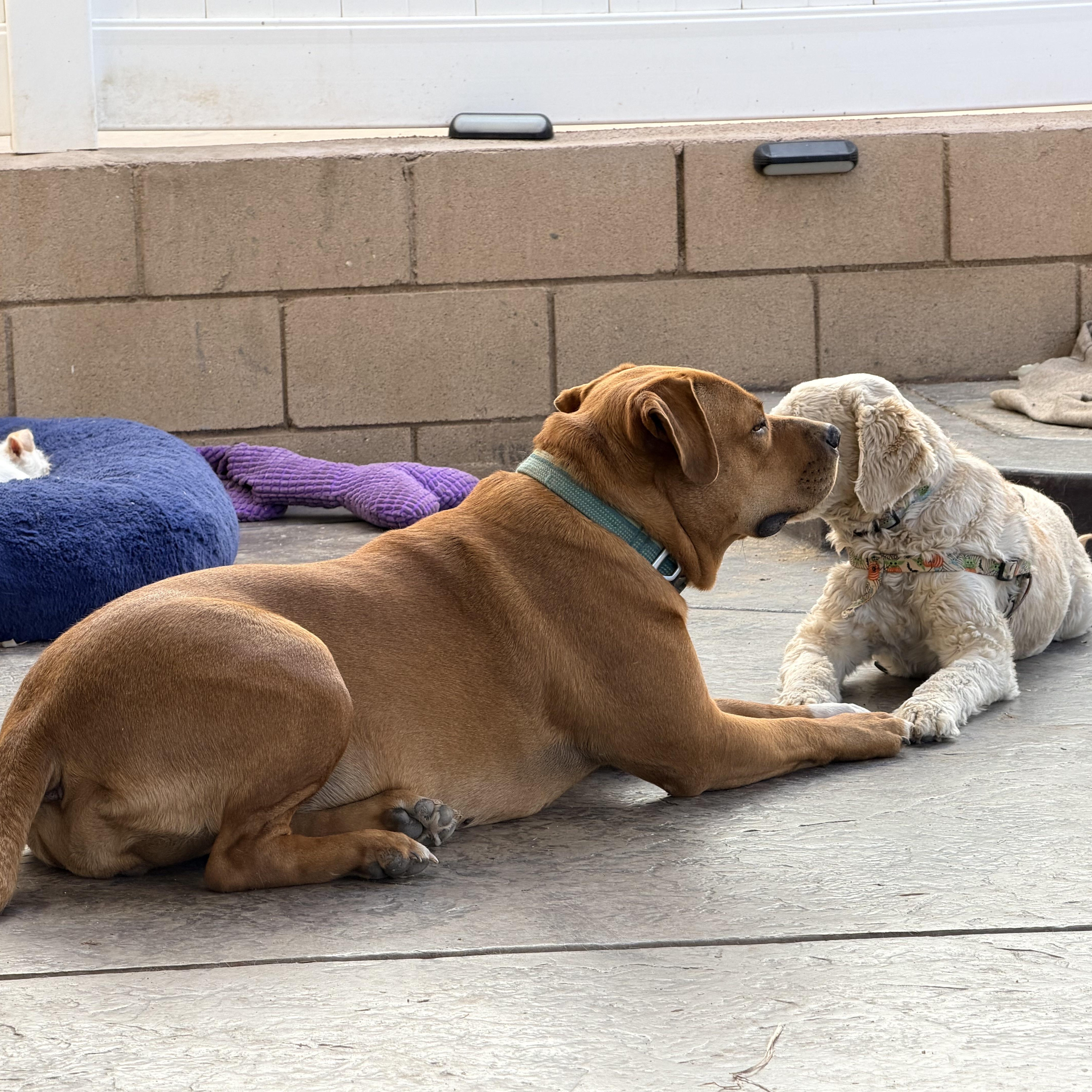 A young extra large-sized female Golden Rottweiler dog named Ms. Gentle Scarlette for adoption in Ridgefield, WA