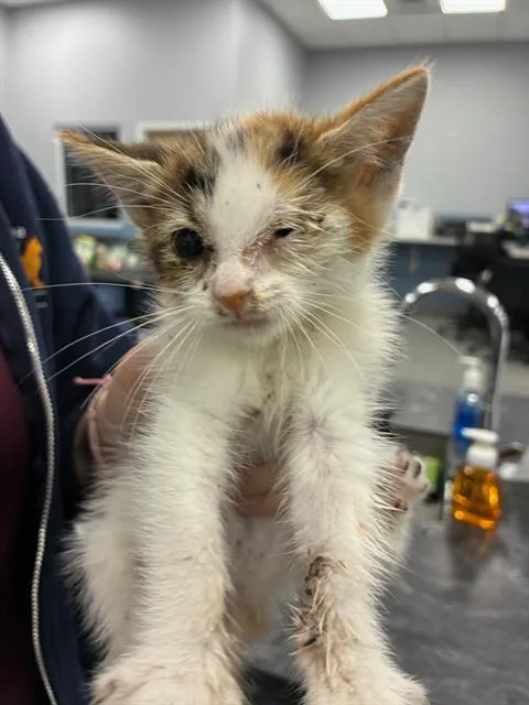 A baby small-sized female Domestic Short Hair cat named Piglet for adoption in Palmetto, FL