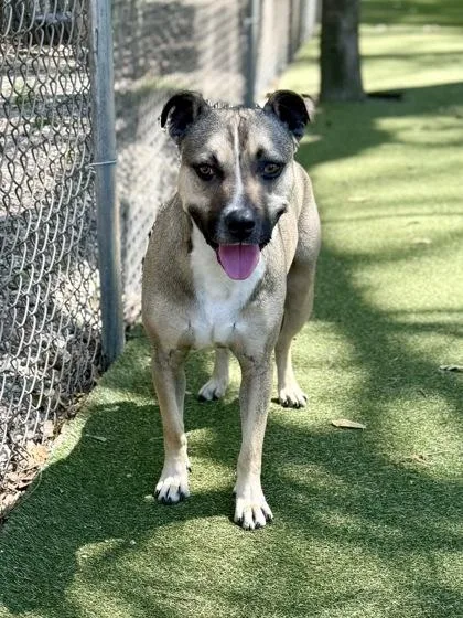 A young medium-sized male Terrier dog named Storm for adoption in Picayune, MS