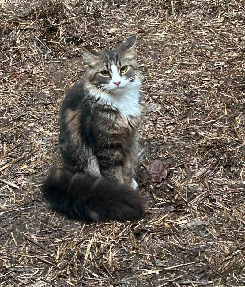 A young medium-sized male Domestic Long Hair cat named Yakko for adoption in Salem, WV