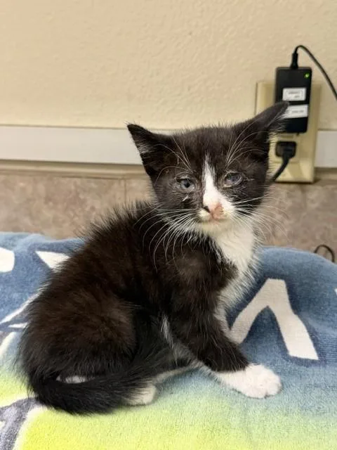 A baby small-sized male Domestic Short Hair cat named Jett J for adoption in Santa Maria, CA