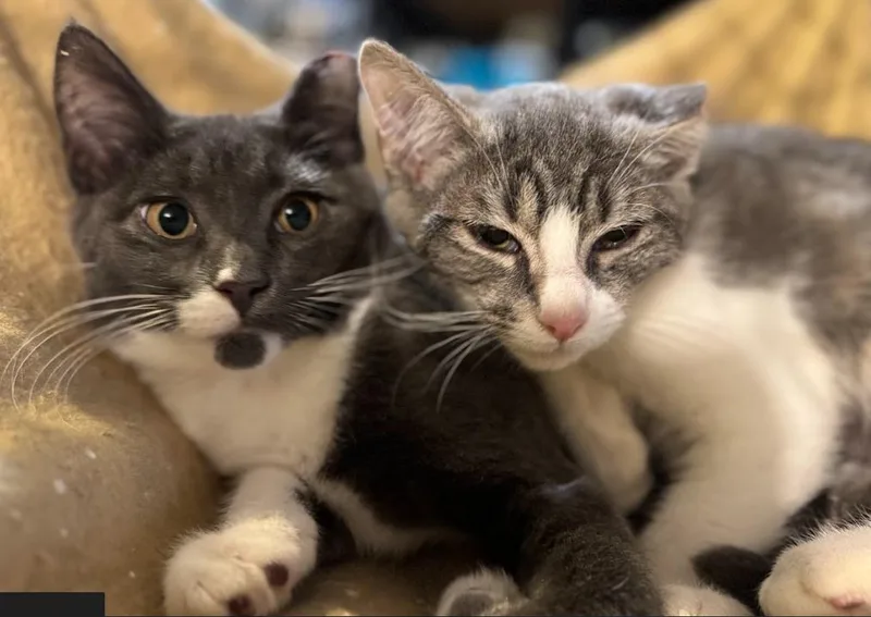 Margarine thumbnail 4