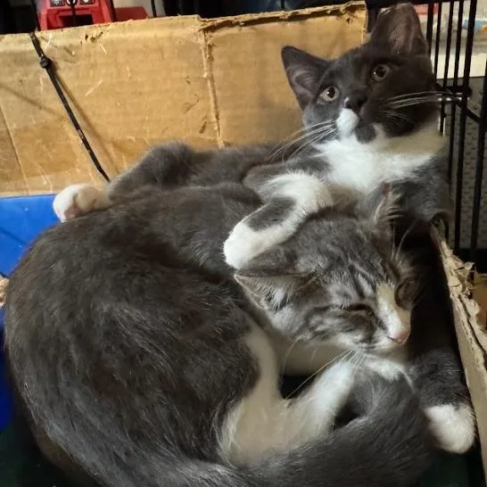 Margarine thumbnail 5