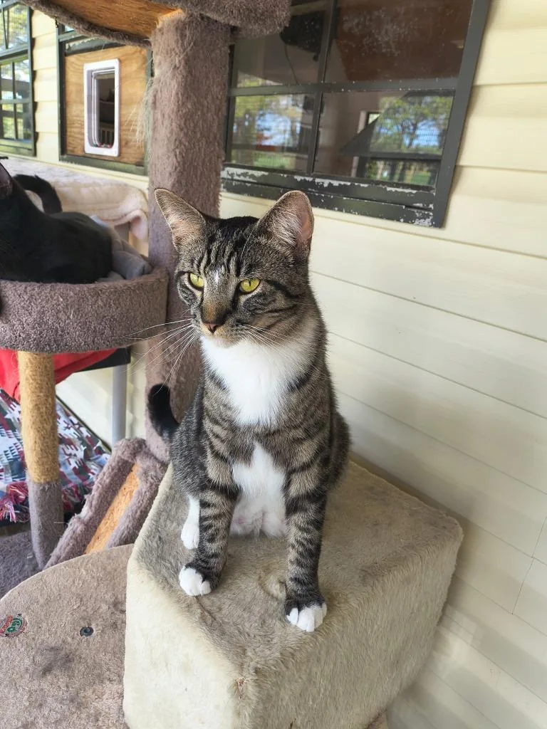 A young large-sized male Domestic Short Hair cat named Captain Car Battery for adoption in Berlin, MD