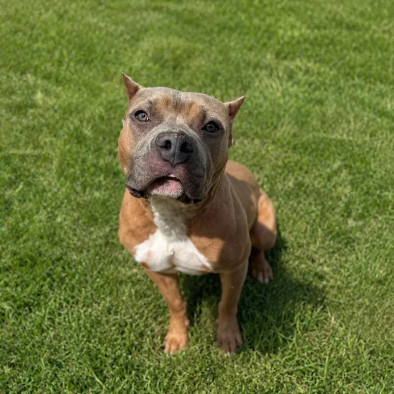 An adult medium-sized female Yellow / Tan / Blond / Fawn Pit Bull Terrier dog named Liora Fka Gloria for adoption in York, PA