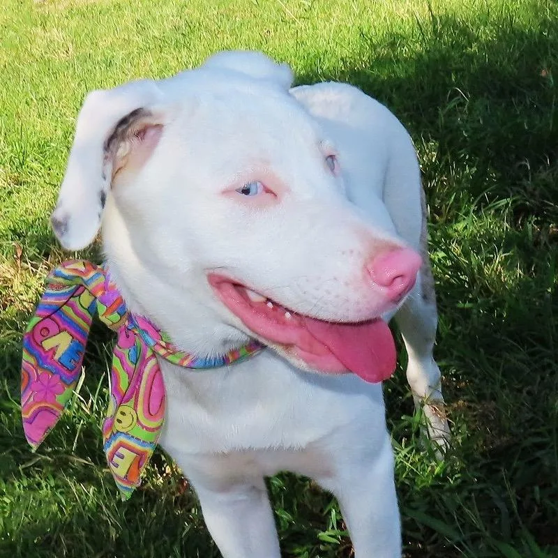 A young medium-sized female White / Cream Catahoula Leopard Dog dog named Whisper for adoption in Wadena, MN