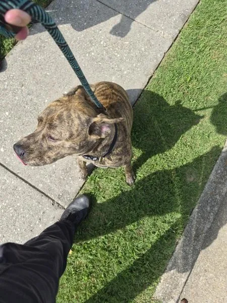 A young medium-sized male Pit Bull Terrier dog named Pen  Valor for adoption in Lawrenceville, GA
