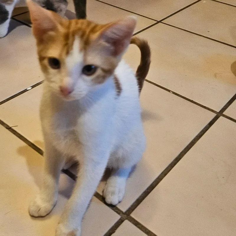 A baby small-sized female White Domestic Short Hair cat named Charlotte for adoption in Santa Fe, TX