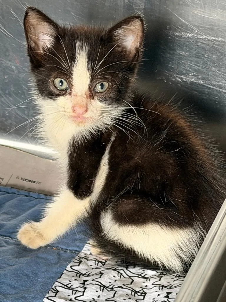 A baby small-sized male Tuxedo cat named Fred for adoption in Brookhaven, MS