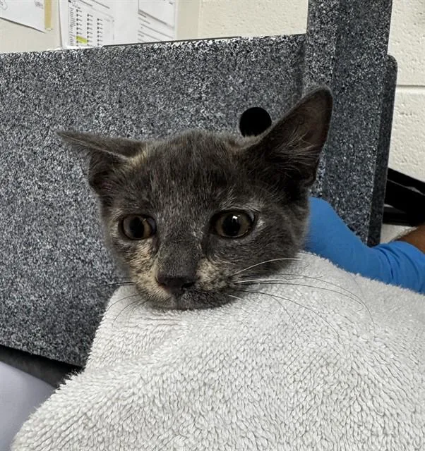 A baby small-sized female Domestic Short Hair cat named Crona for adoption in Naples, FL