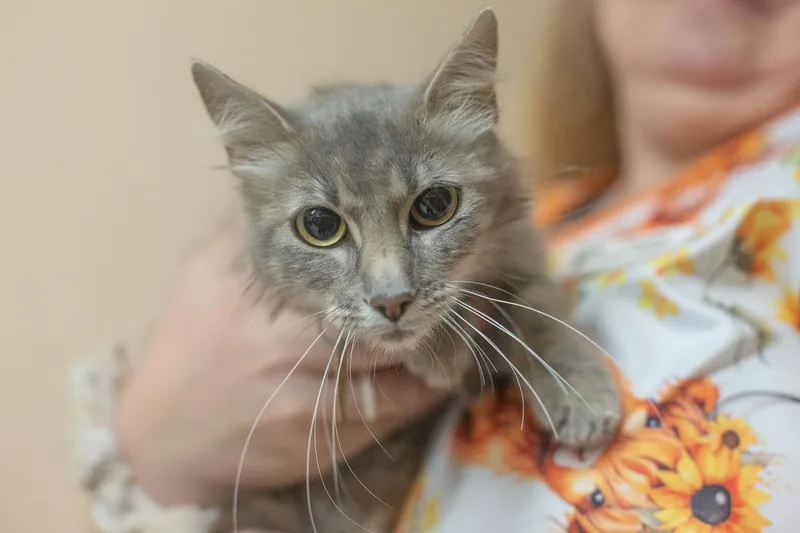 An adult small-sized female Gray / Blue / Silver Domestic Long Hair cat named Sharma for adoption in Mountain Home, AR