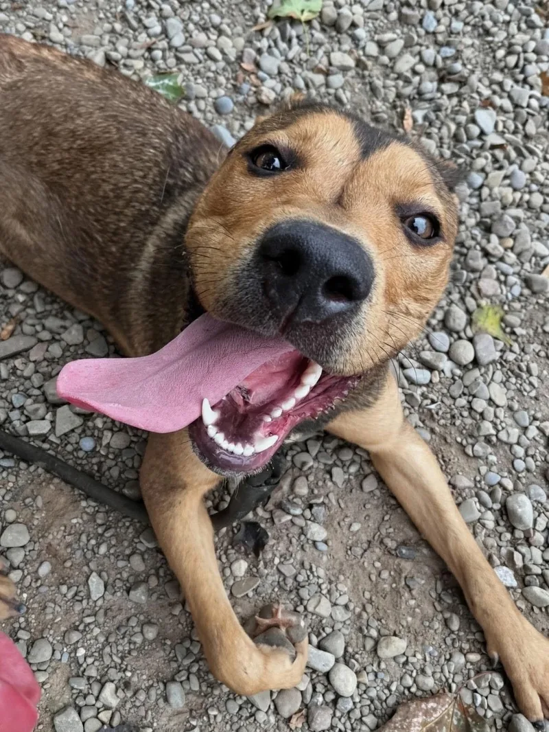 A young large-sized female Red / Chestnut / Orange German Shepherd Dog dog named Anastasia for adoption in Buffalo, NY