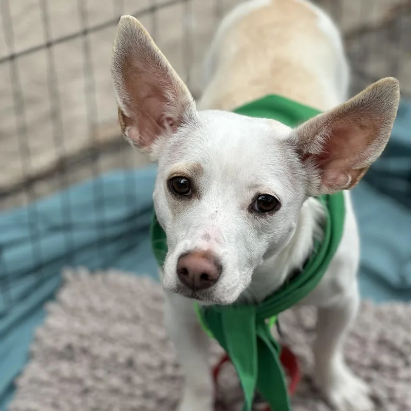 An adult small-sized female Yellow / Tan / Blond / Fawn Chihuahua dog named Isadora for adoption in San Francisco, CA