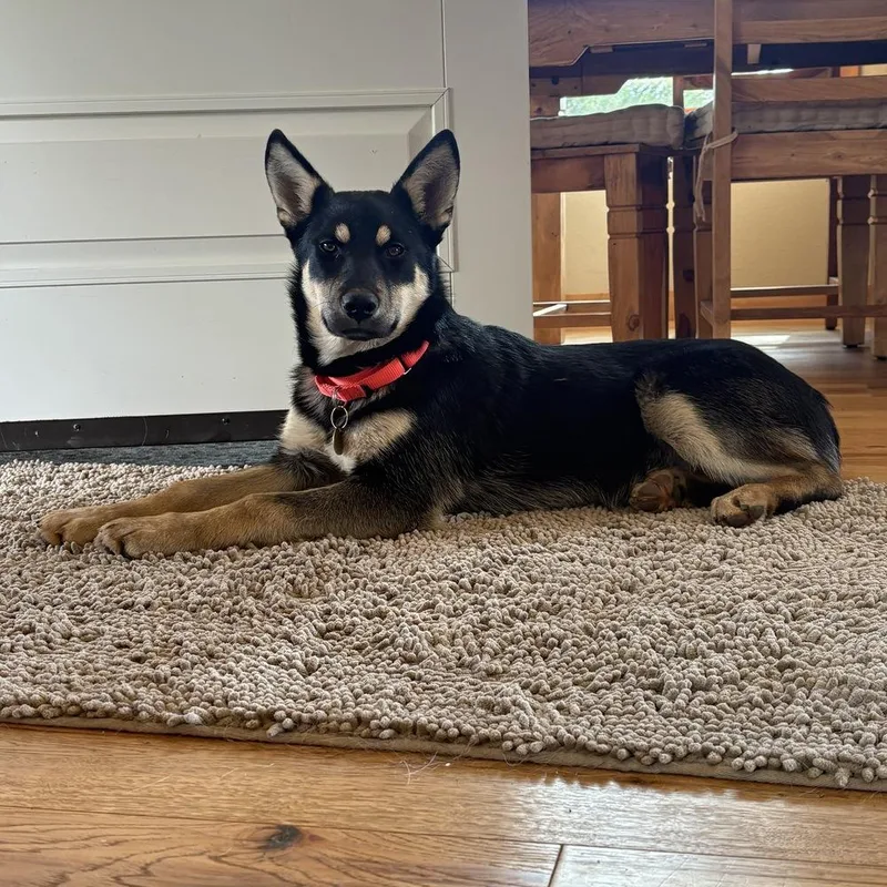 A baby large-sized female Brown / Chocolate German Shepherd Dog dog named Kona for adoption in Pleasant Hill, CA