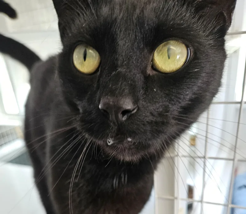 Pizza Beans thumbnail 2