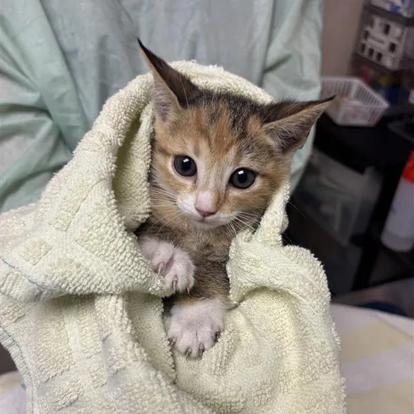 A baby small-sized female Orange / Red Domestic Short Hair cat named Kestral for adoption in Tempe, AZ