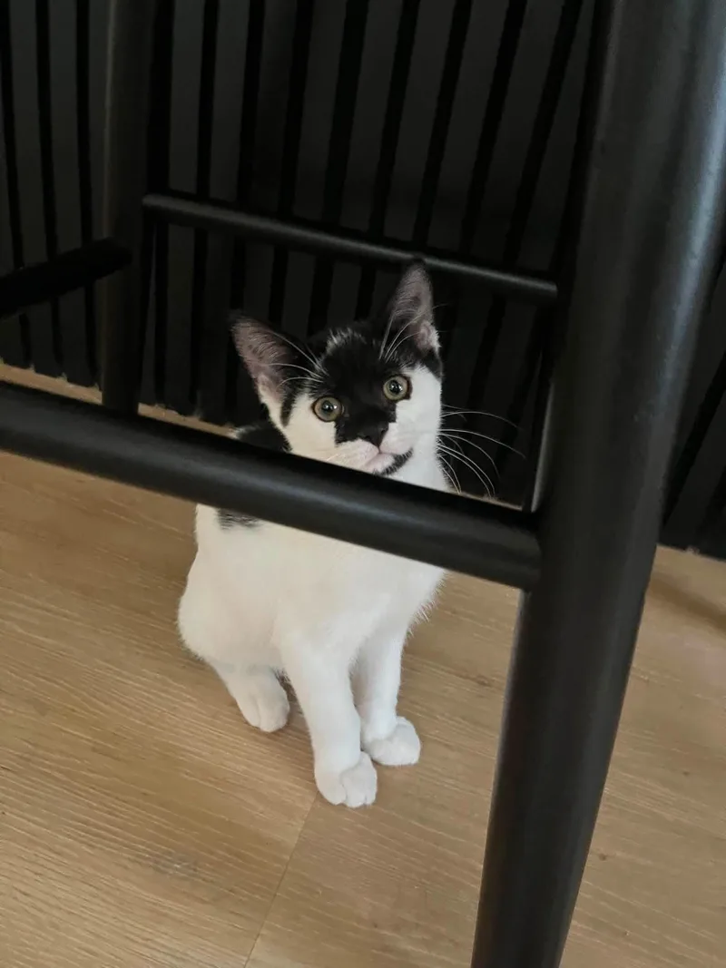 A baby medium-sized female Domestic Short Hair cat named Bonded Pair for adoption in Halethorpe, MD
