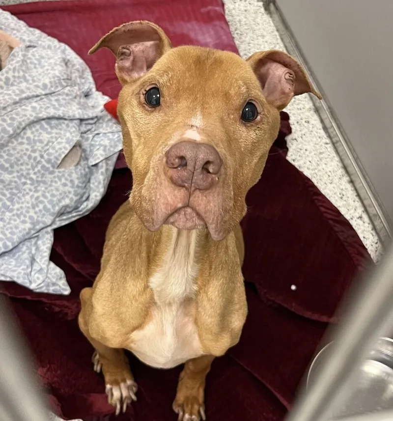 An adult large-sized male American Staffordshire Terrier dog named Astro for adoption in Long Island City, NY