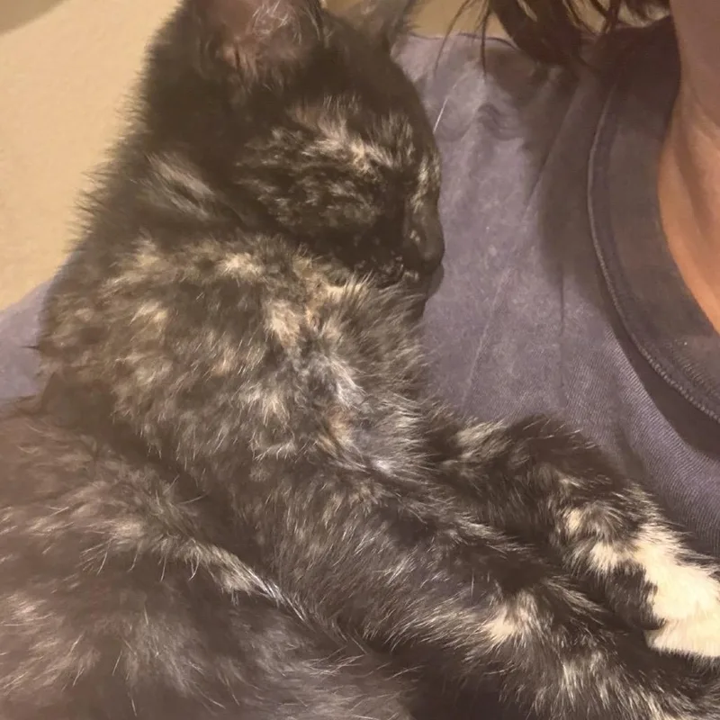 Penelope thumbnail 3