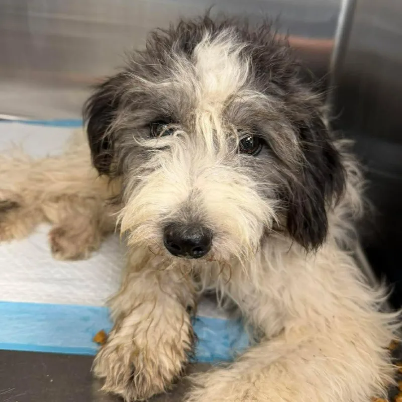 A young small-sized female White / Cream Poodle dog named Katy for adoption in Bastrop, TX