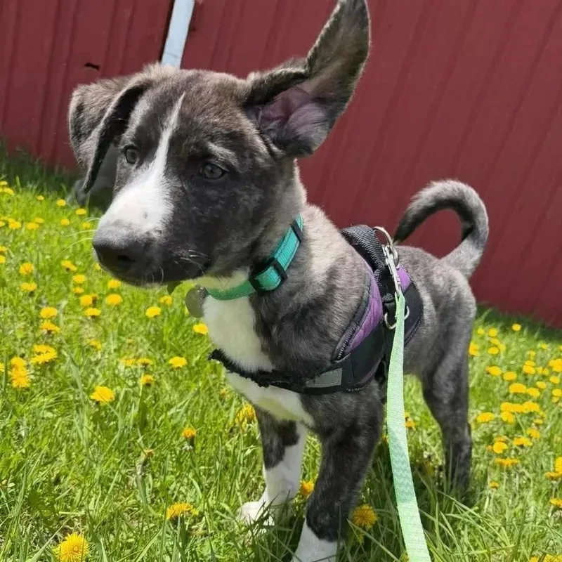 A baby medium-sized male Black Mixed Breed dog named Alfie for adoption in De Pere, WI