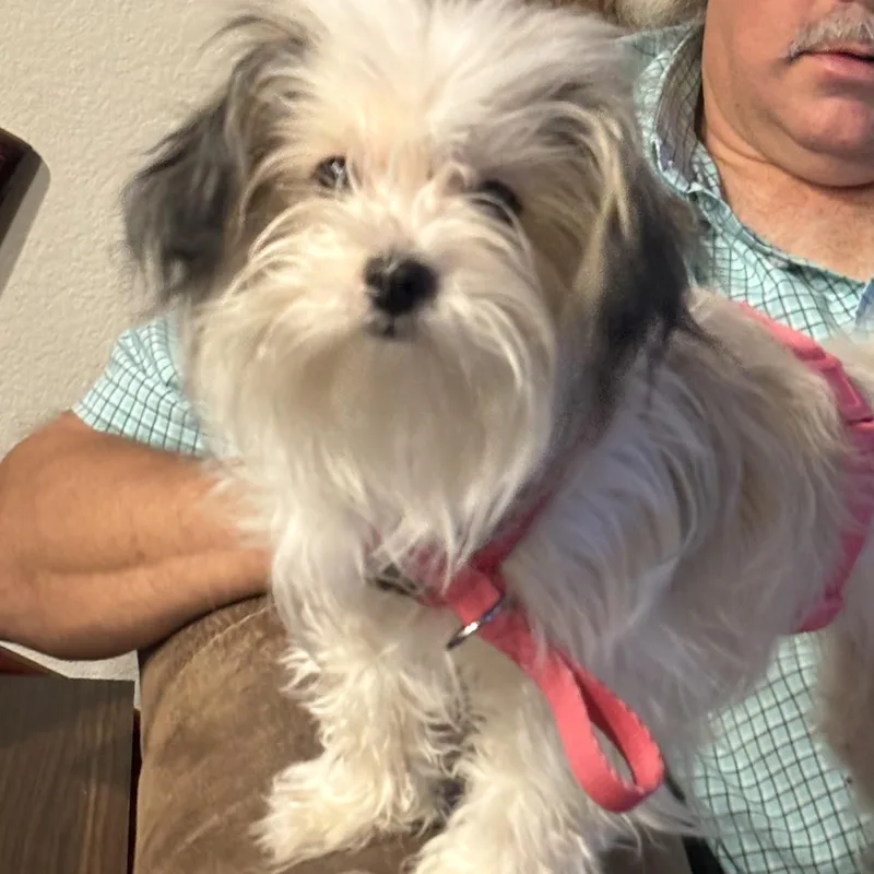 A young small-sized female White / Cream Maltipoo dog named Peaches for adoption in Carrollton, TX