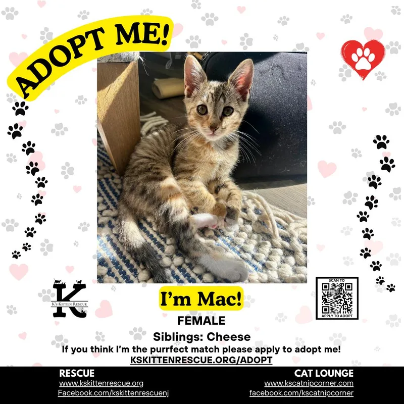 A baby medium-sized female Torbie Domestic Short Hair cat named Mac for adoption in Brick, NJ