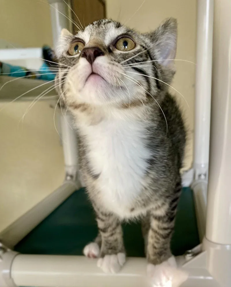 A young medium-sized female Domestic Short Hair cat named Flame for adoption in Fargo, ND