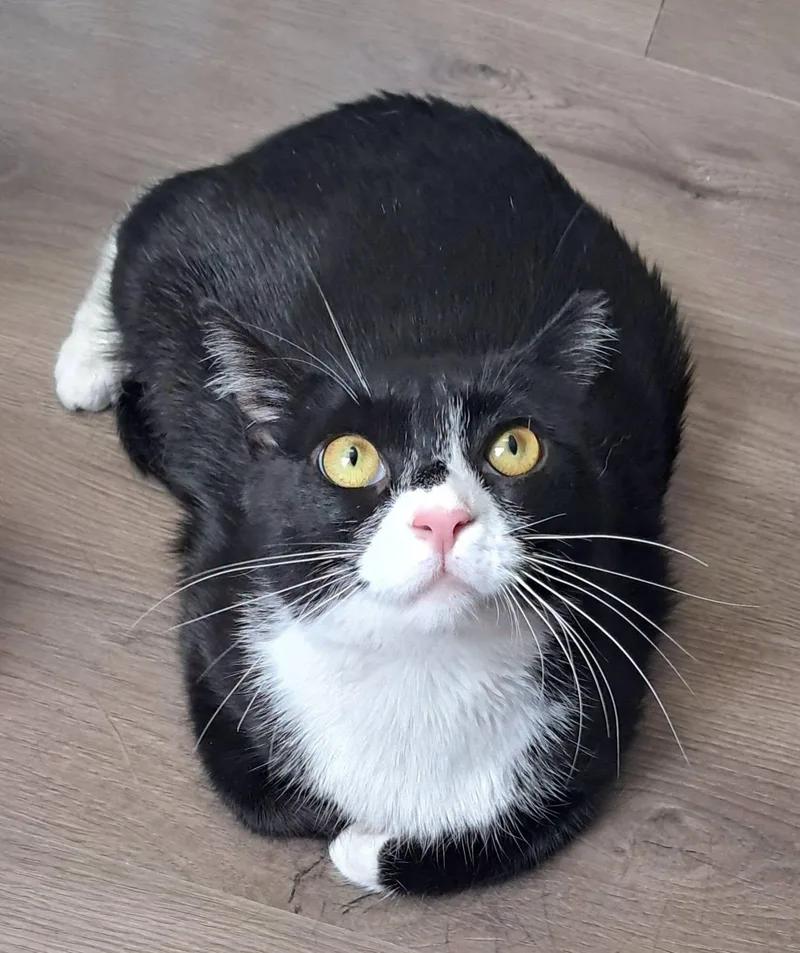 A young medium-sized female Black & White / Tuxedo American Shorthair cat named Ms. Tux for adoption in Catasauqua, PA